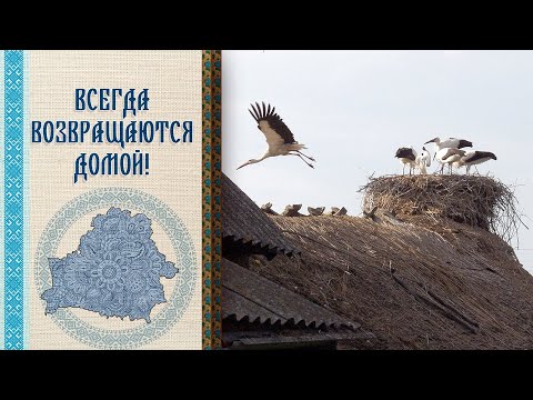 Видео: Что будет, если разрушить гнездо аиста? // "Бог за гэта пакараў чалавека!" | ВСЁ ПРО АИСТОВ!
