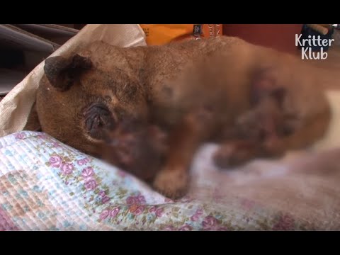 Видео: Собака с ожогами просит незнакомца о помощи | Животное в кризис EP35