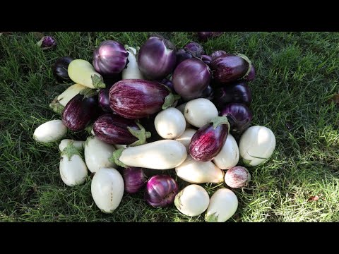 Видео: Баклажаны 2021. Собираем урожай.