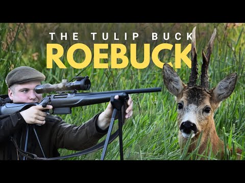 Видео: Тюльпановый олень