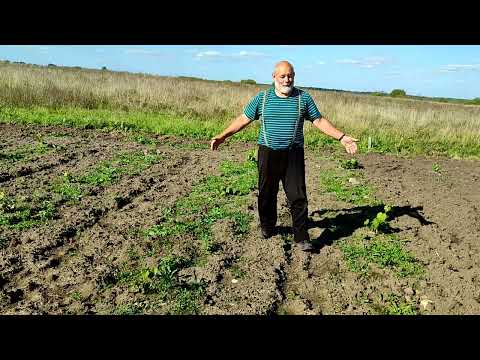 Видео: Как  этим летом сажали виноград под Гатчиной