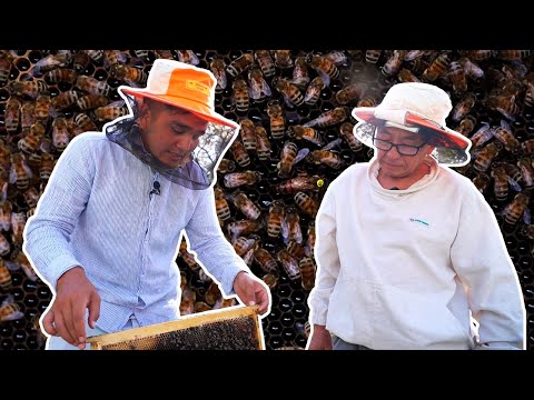 Видео: Настоящий горный мед из Кыргызстана || Вот такая петрушка