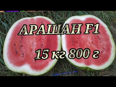 Видео: Арбуз АРАШАН F1 🍉- великан 15 кг 800 г.