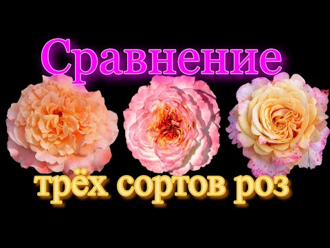 Видео: Сравнение трёх сортов роз.  Августа  Луиза, Акварель, Ла Вилла Котта.