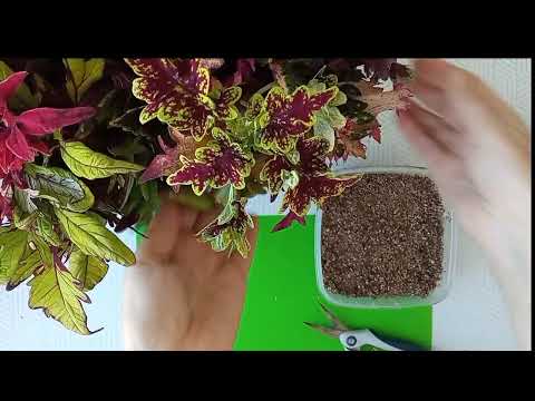 Видео: Колеусы -  переходим на зимнее содержание