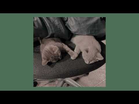 Видео: ёлка - прованс (slowed)