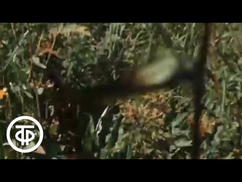 Видео: Алтайский заповедник - от весны до весны (1976)