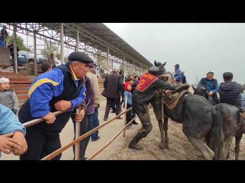 Видео: БУГУНКУ УЛАК  9  октябрь