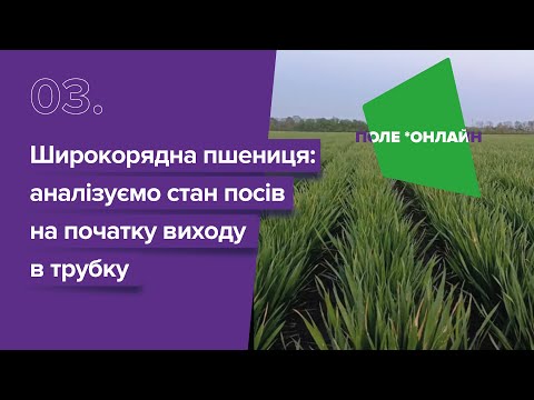 Видео: Пшениця на 35 см: ранній vs пізній посів, 1 млн vs 3 млн — що краще?