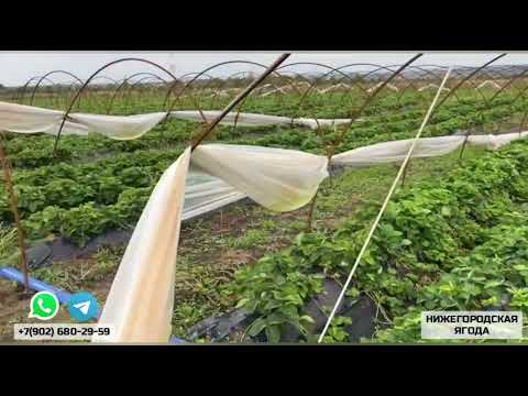 Видео: СТАВИМ РАССАДУ. 30 АВГУСТА 2025