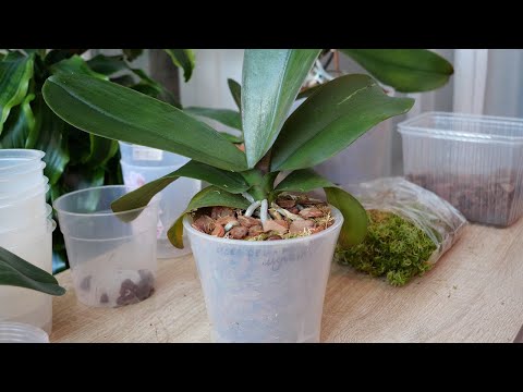 Видео: Тройная пересадка орхидей "Растет цветонос, а вы пересаживаете" Защита корней пересаженных орхидей