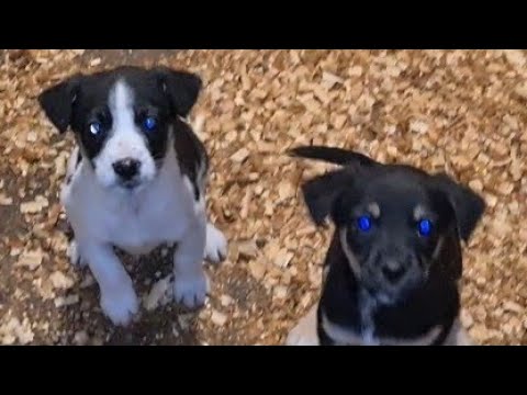 Видео: Подобрал щенков с улицы/Будем искать им дом