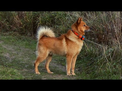 Видео: 9 лет как один миг ! Карело-финская(карельская) лайка Ч.ГУРУ.