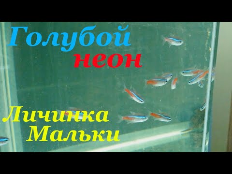 Видео: Разведение неона голубого Личинка Мальки неона