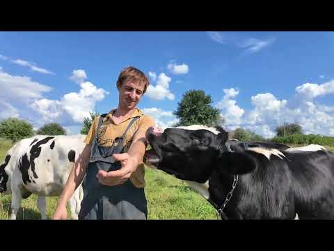 Видео: Пополнение в хозяйстве // Много телят // Много коров // Жизнь в деревне