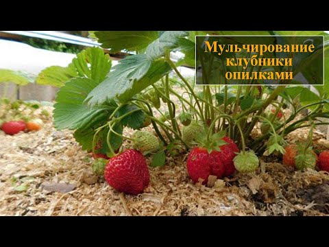 Видео: Мульчирование клубники опилками