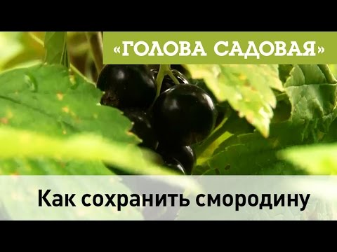 Видео: Голова садовая - Как сохранить смородину