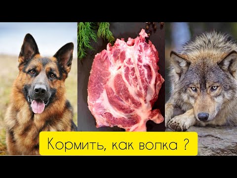 Видео: Кормить, как волка ?