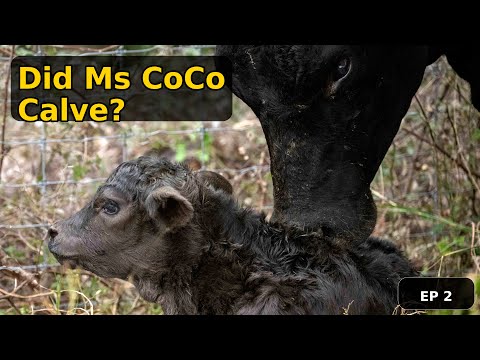 Видео: КоКо родила?