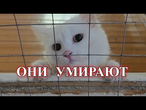 Видео: Это не зуд, это смерть
