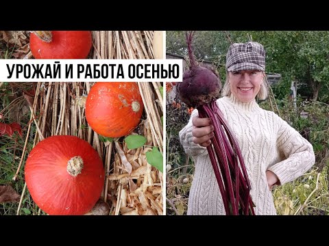 Видео: Спокойная работа и сбор урожая осенью