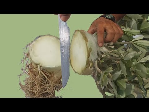 Видео: Радиальные корни, полученные хирургическим путем на тайском адениуме Соко