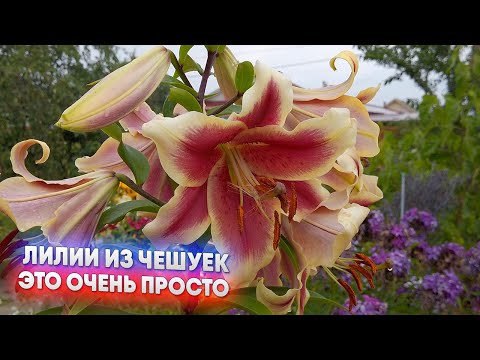 Видео: Лилии из чешуек   это очень просто