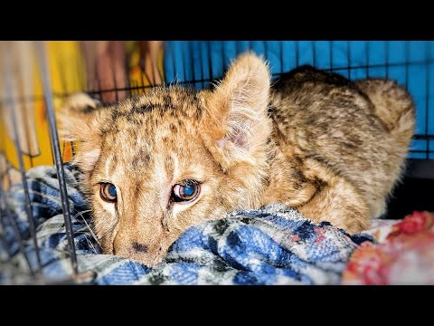 Видео: Новый львёнок НЕ ВЕРИТ, что теперь В БЕЗОПАСНОСТИ! Он начинает ПОТИХОНЬКУ доверять ❤️‍🩹❤️‍🩹