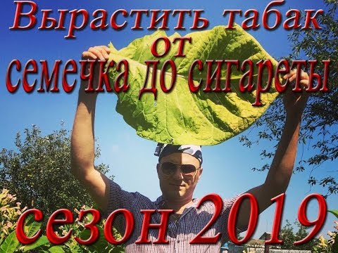 Видео: Выращивание табака от семечка до сигареты