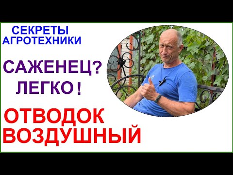 Видео: Летнее размножение винограда воздушным отводком