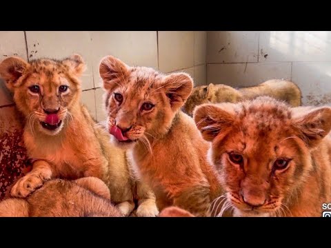 Видео: ОЧЕНЬ ИНТЕРЕСНО! Что пересилит у львят страх или желание ПОКУШАТЬ МЯСО, которое я держу в руках???