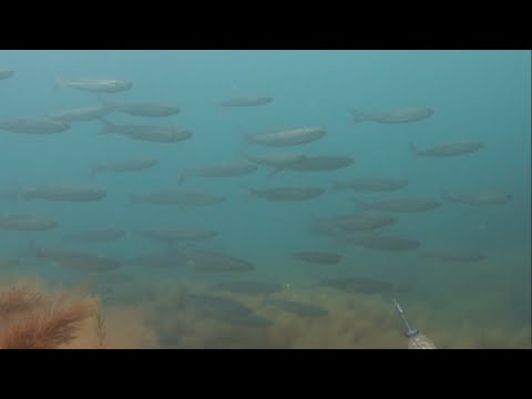 Видео: 01.05.2025 открытие сезона подводной охоты Чёрное море район Архипо-Осиповка