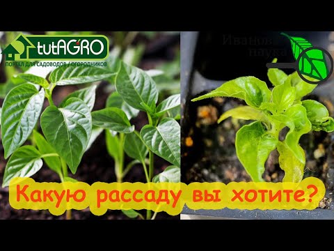 Видео: ДАЖЕ ОПЫТНЫЕ ОГОРОДНИКИ ДЕЛАЮТ ОШИБКИ ПРИ ВЫРАЩИВАНИИ РАССАДЫ. Не делайте ошибок при посеве семян.