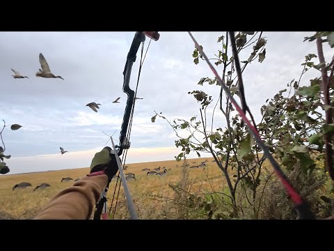 Видео: Охота с луком: быстро летящие утки в воздухе!