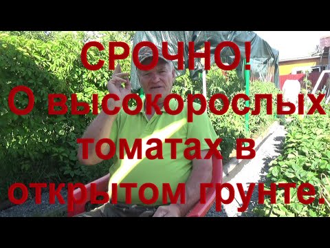 Видео: 18 ПОМИДОРЫ - НЕБЫВАЛЫЕ УРОЖАИ на открытой грядке!. Подкормка во время цветения.