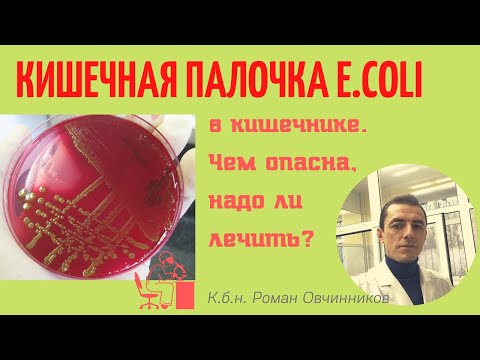 Видео: Кишечная палочка (Е. коли) в кишечнике. Чем опасна, надо ли лечить? (вопросы от подписчиков)