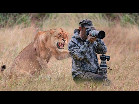 Видео: Случаи, Когда Дикие Животные Удивили Фотографов