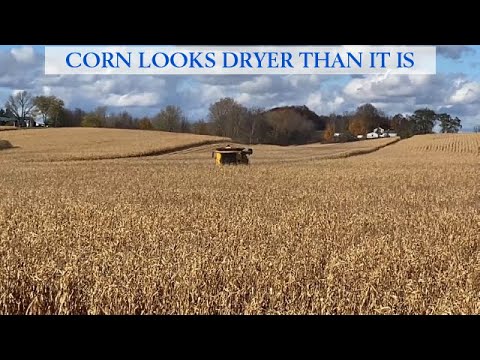 Видео: Кукуруза выглядит суше, чем есть на самом деле