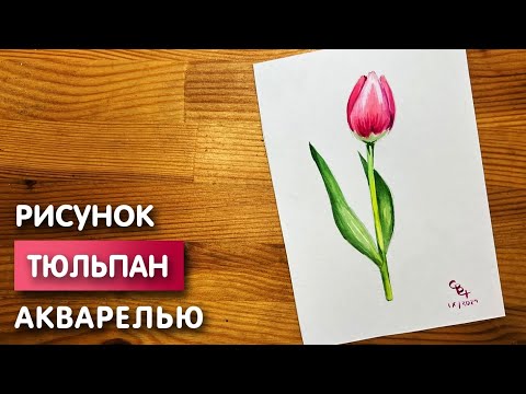 Видео: Как нарисовать тюльпан карандашом и акварелью начинающим | Рисунок поэтапно и легко для детей