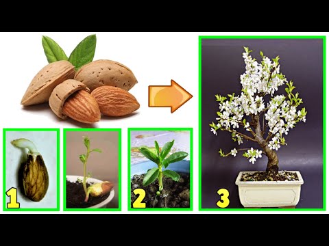 Видео: миндальное дерево, как родивший саженец из семечка