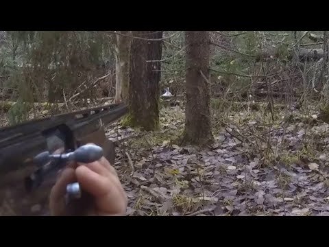 Видео: Охота на зайца 02.11.2025. Навестили Зареченских зайцев.