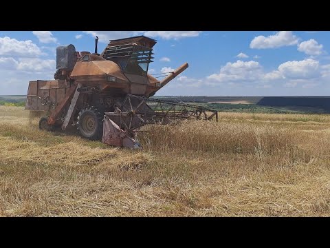 Видео: Колос ск-6 валить на повну жатку. 10.07.23