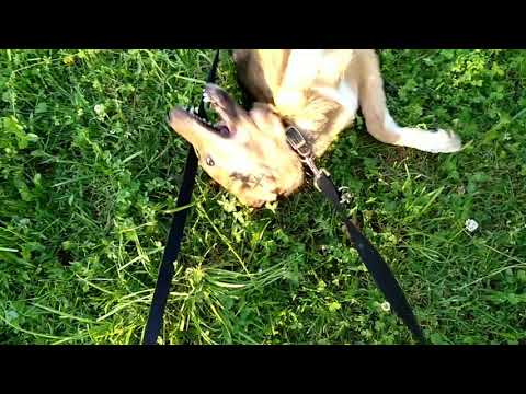 Видео: Щенки в добрые руки!