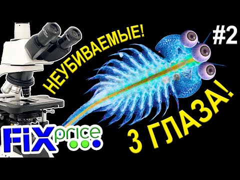 Видео: ✅У артемии из Fix Pricе выросли 3 глаза! #2