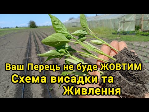 Видео: Схема висадки та живлення Перцю.