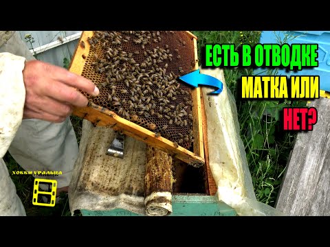 Видео: РЕЗУЛЬТАТЫ ОБЛЕТА МАТОК. КАК ПОНЯТЬ БЕЗ ЗАСЕВА, ЧТО МАТКА НА МЕСТЕ ИЛИ НЕТ? ПЧЕЛОВОДСТВО 25-22