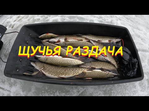 Видео: ЩУЧЬЯ РАЗДАЧА