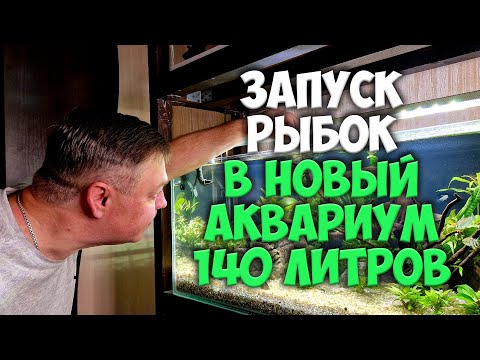 Видео: Новые волшебные рыбки для аквариума 140 литров