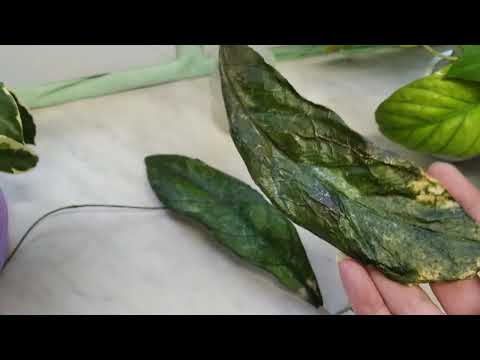 Видео: Удобрения для Хой. Не повторяйте моих ошибок