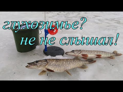 Видео: ЩУКА в глухозимье на жерлицы